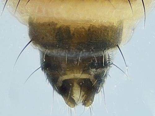 Réf. 275 474 : Pullimosina heteroneura